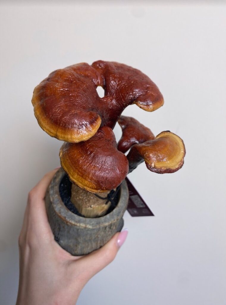 Lingzhi Ganoderma lucidum