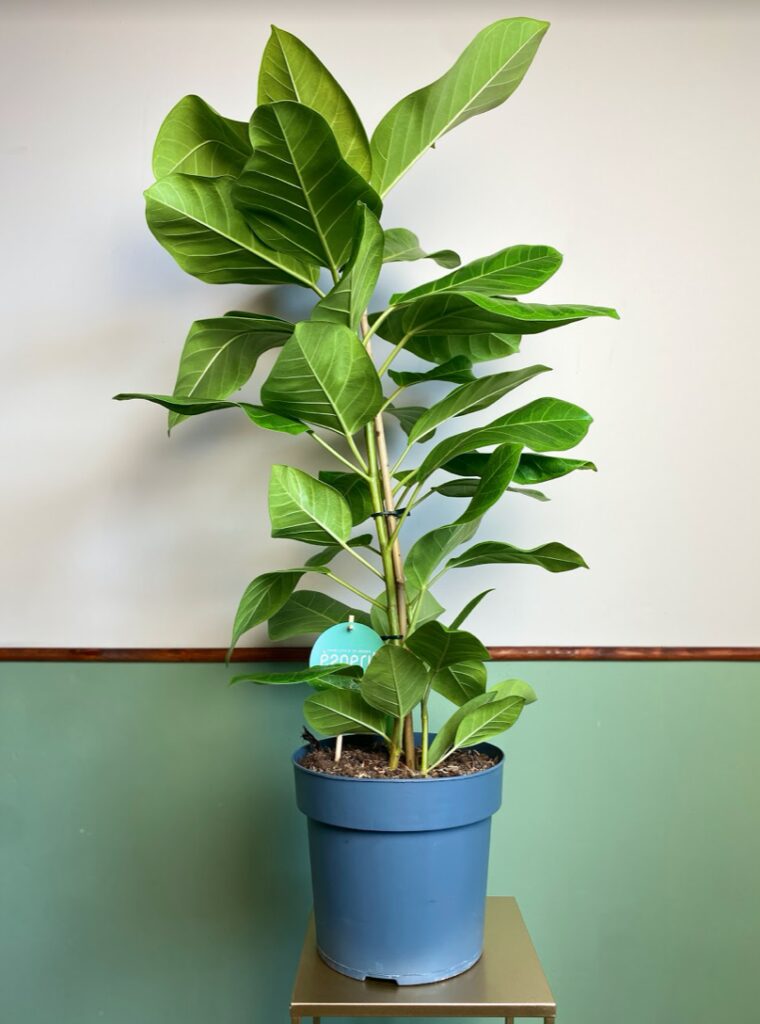 Ficus altissima yellow gem