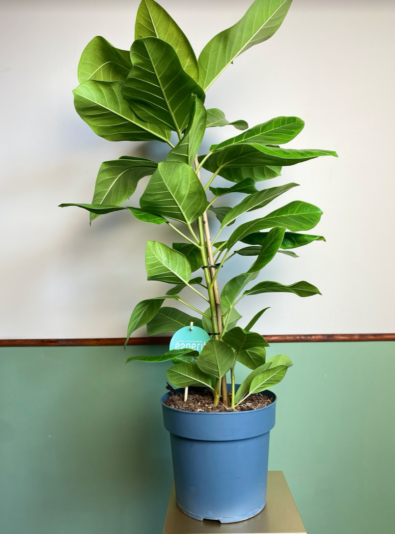 Ficus altissima yellow gem