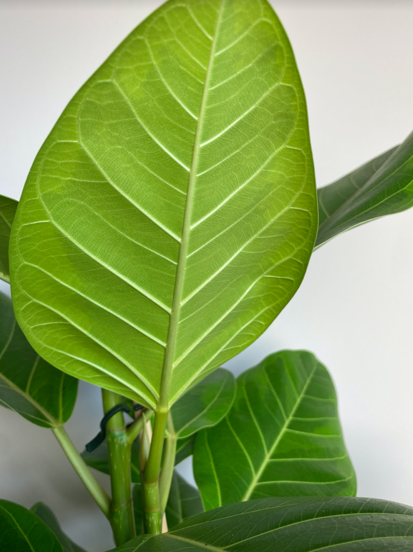 Ficus altissima yellow gem