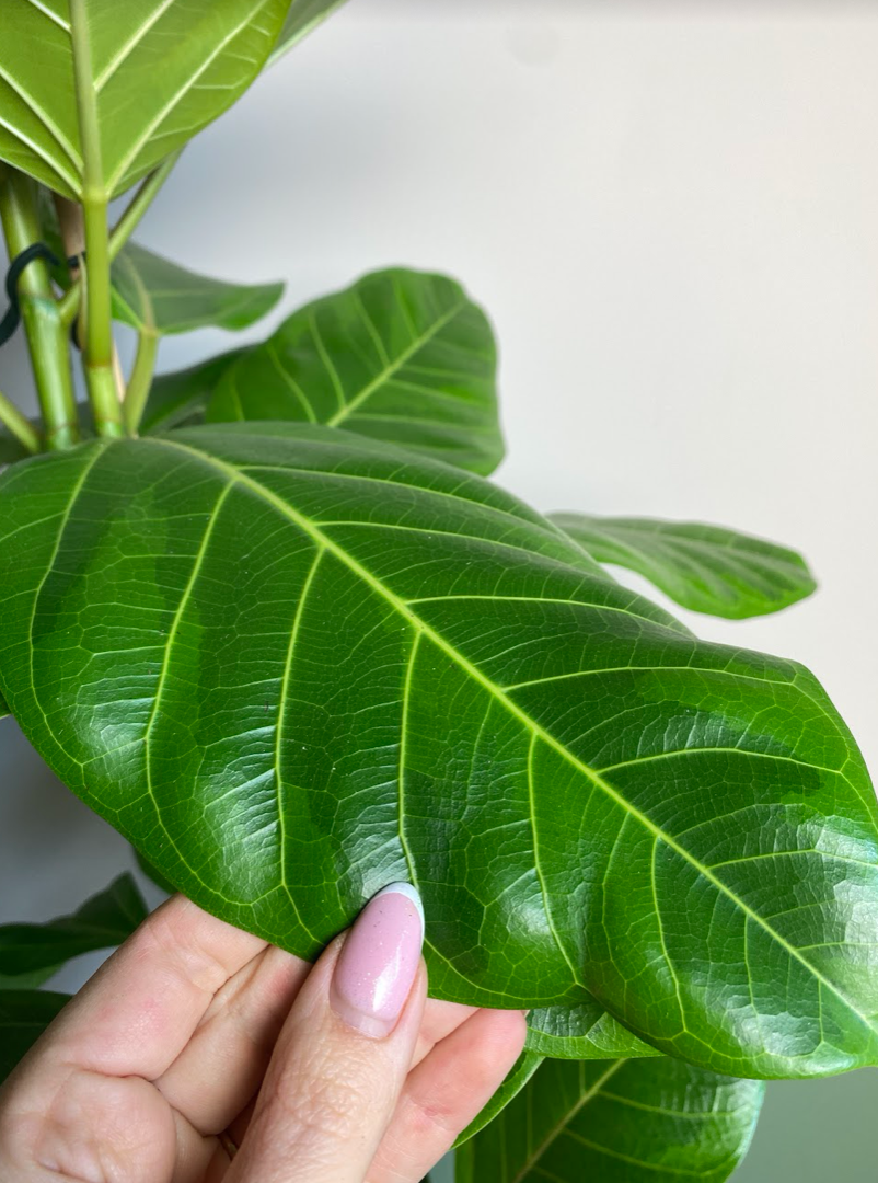 Ficus altissima yellow gem
