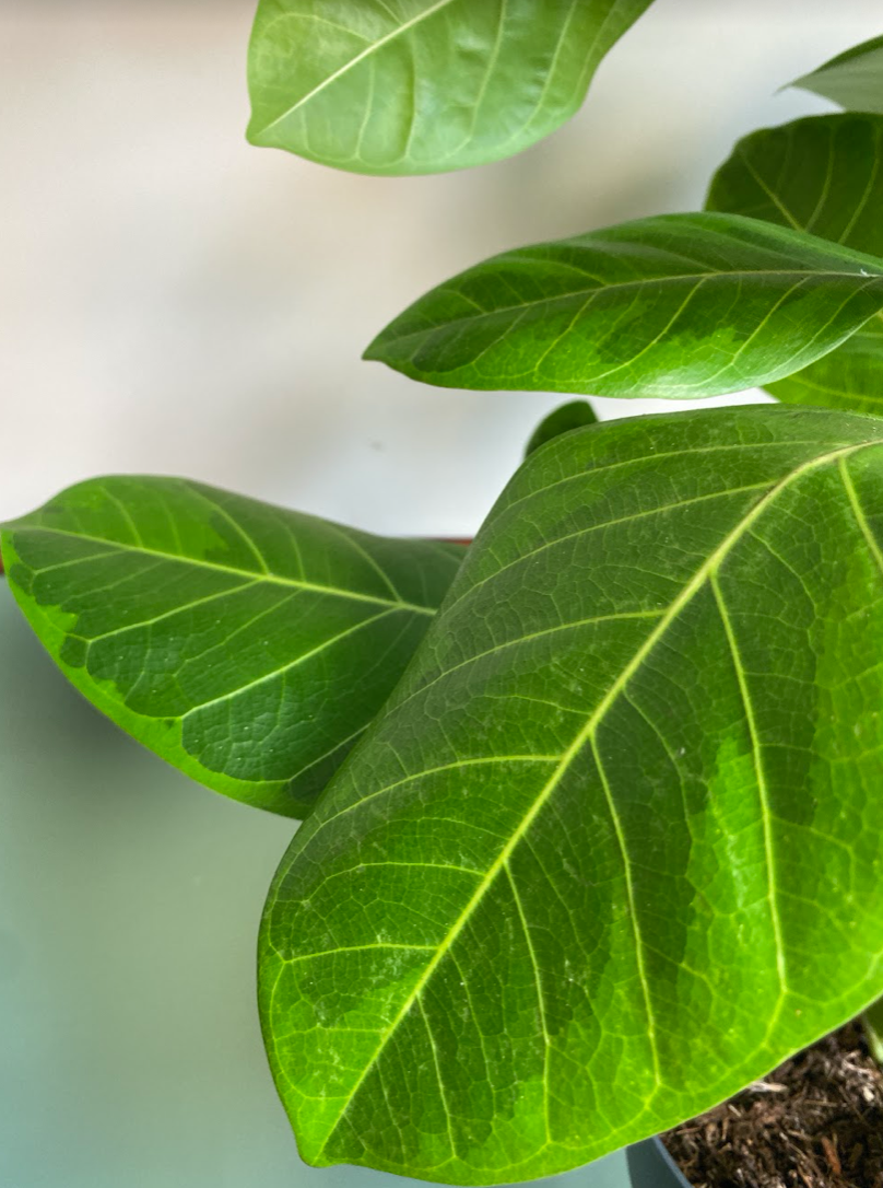 Ficus altissima yellow gem