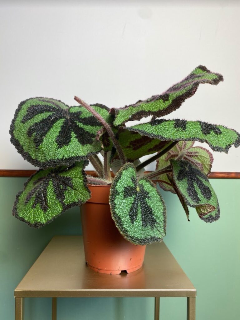 Begonia Masoniana Explore Mountain