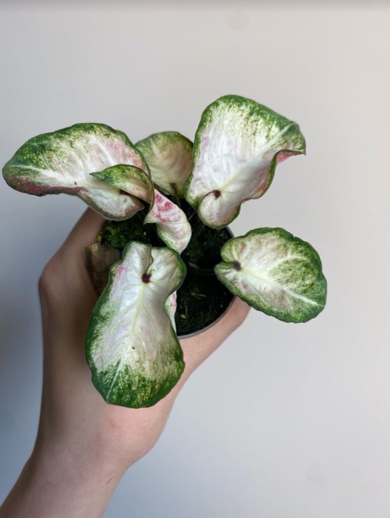 Caladium Kelly