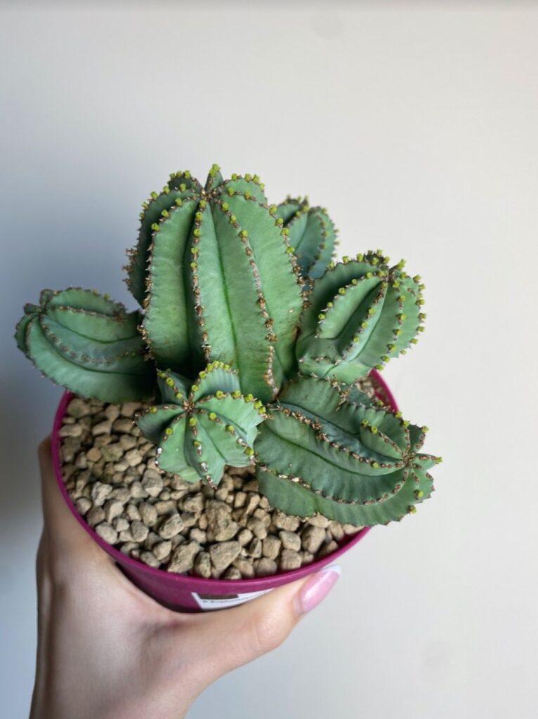 Euphorbia Fruticosa