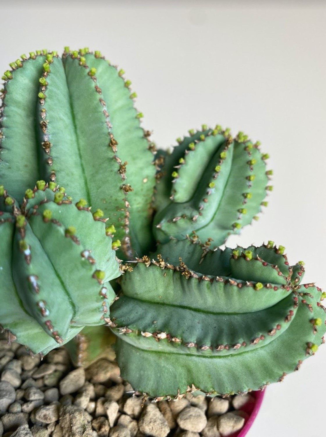 Euphorbia Fruticosa