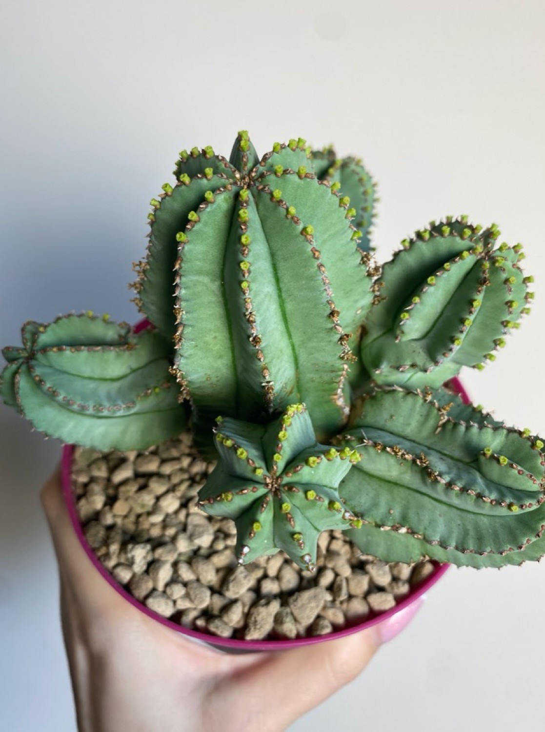 Euphorbia Fruticosa