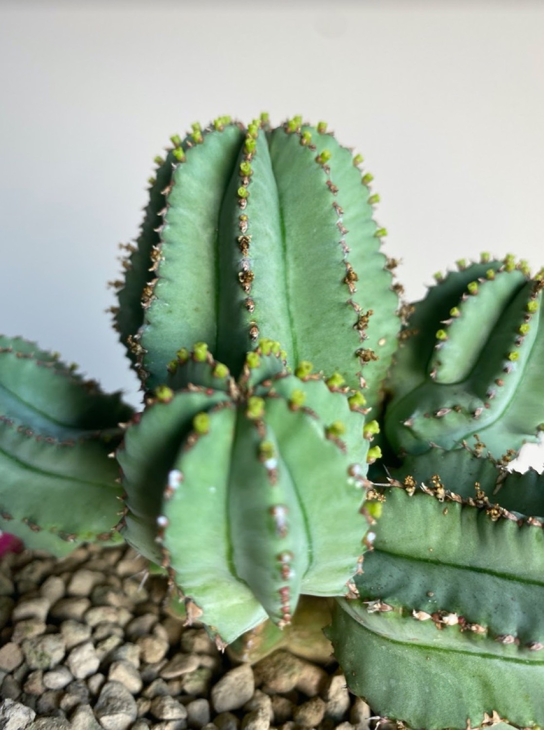Euphorbia Fruticosa