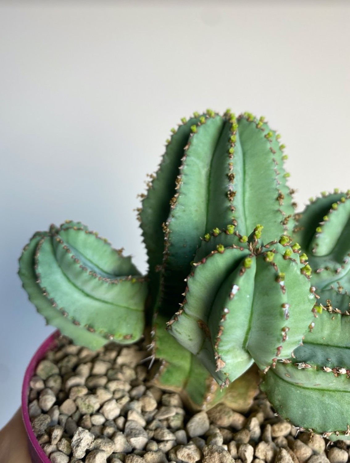 Euphorbia Fruticosa