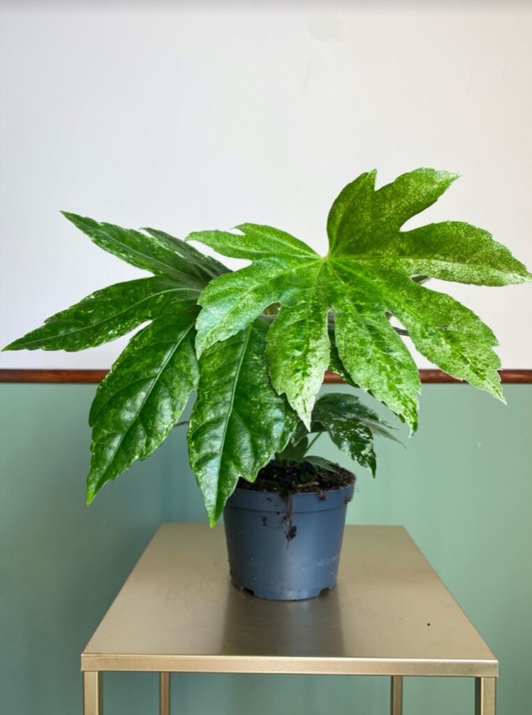 Fatsia jap. variegata