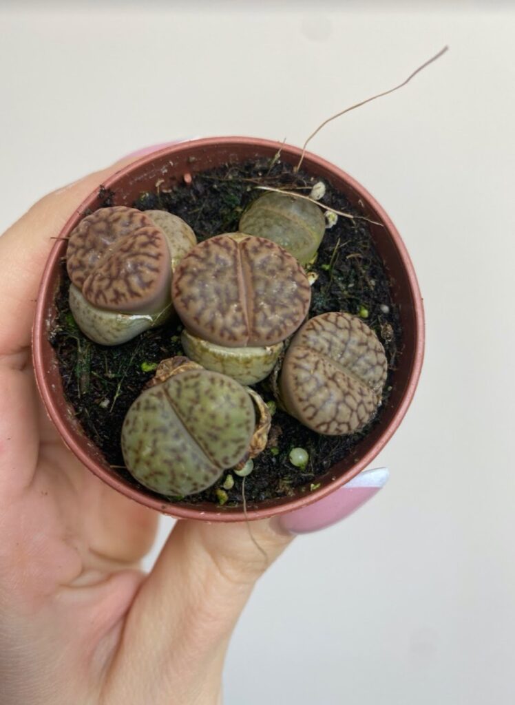 Lithops S