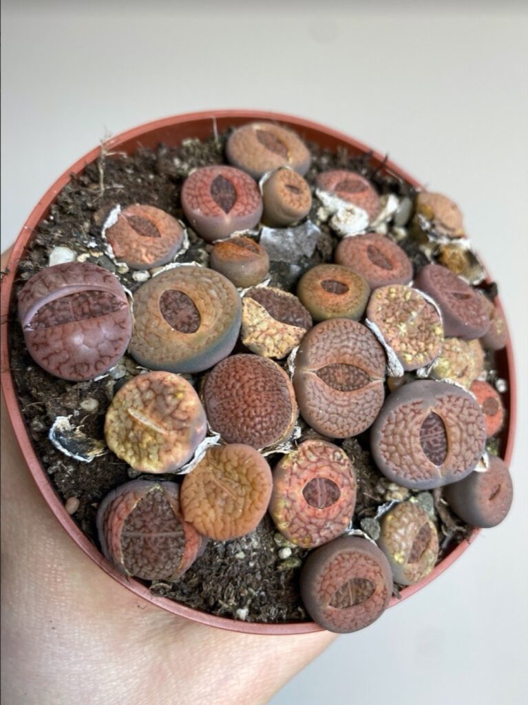 Lithops M
