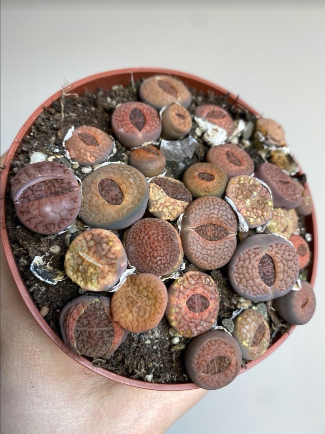 Lithops M