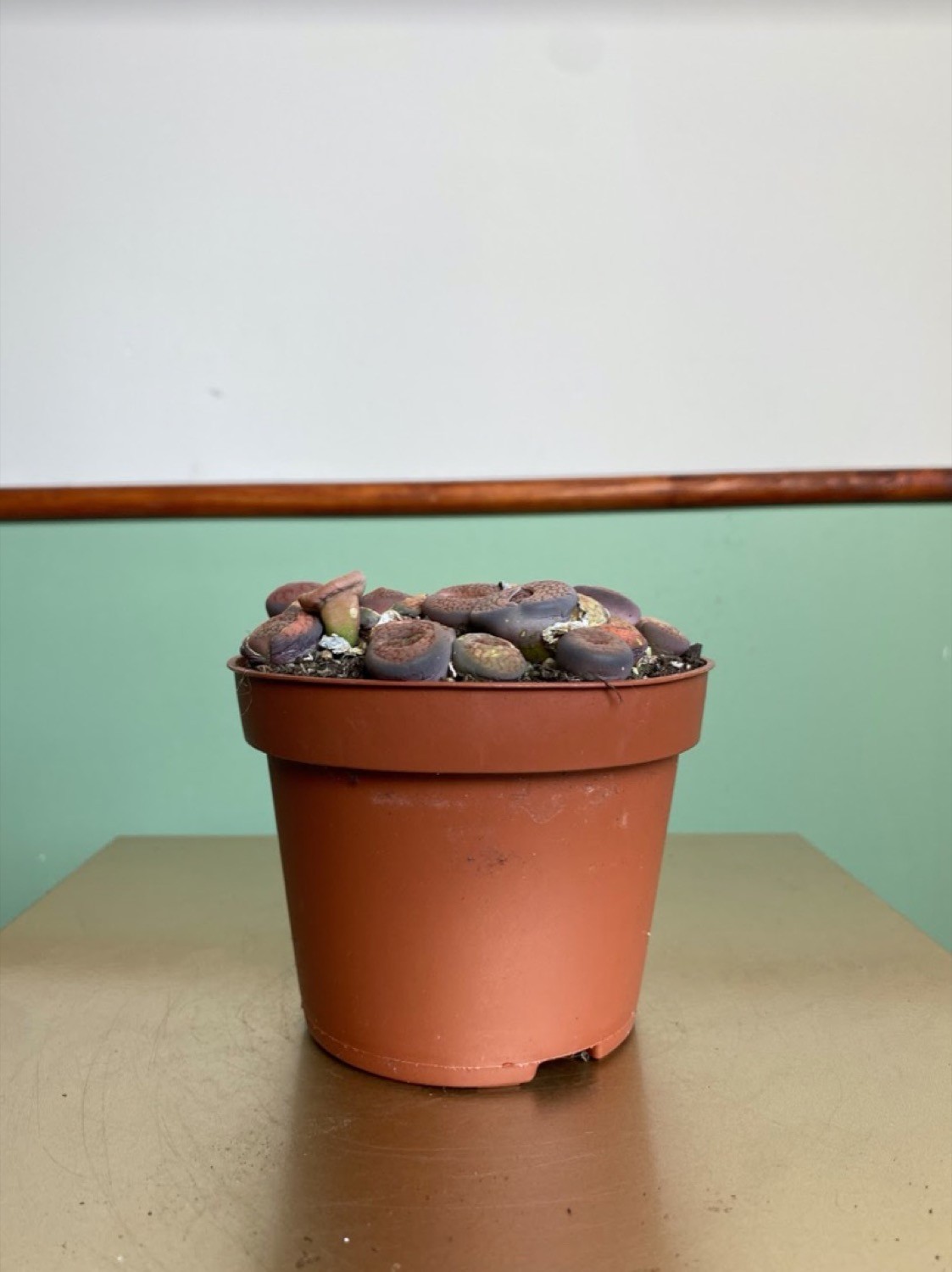 Lithops M