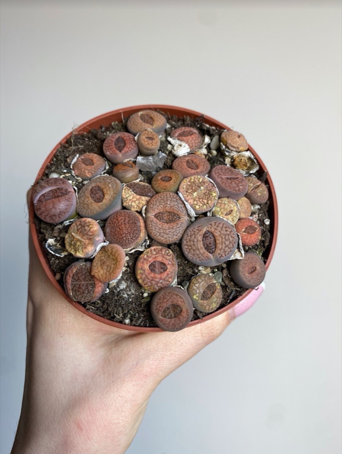 Lithops M
