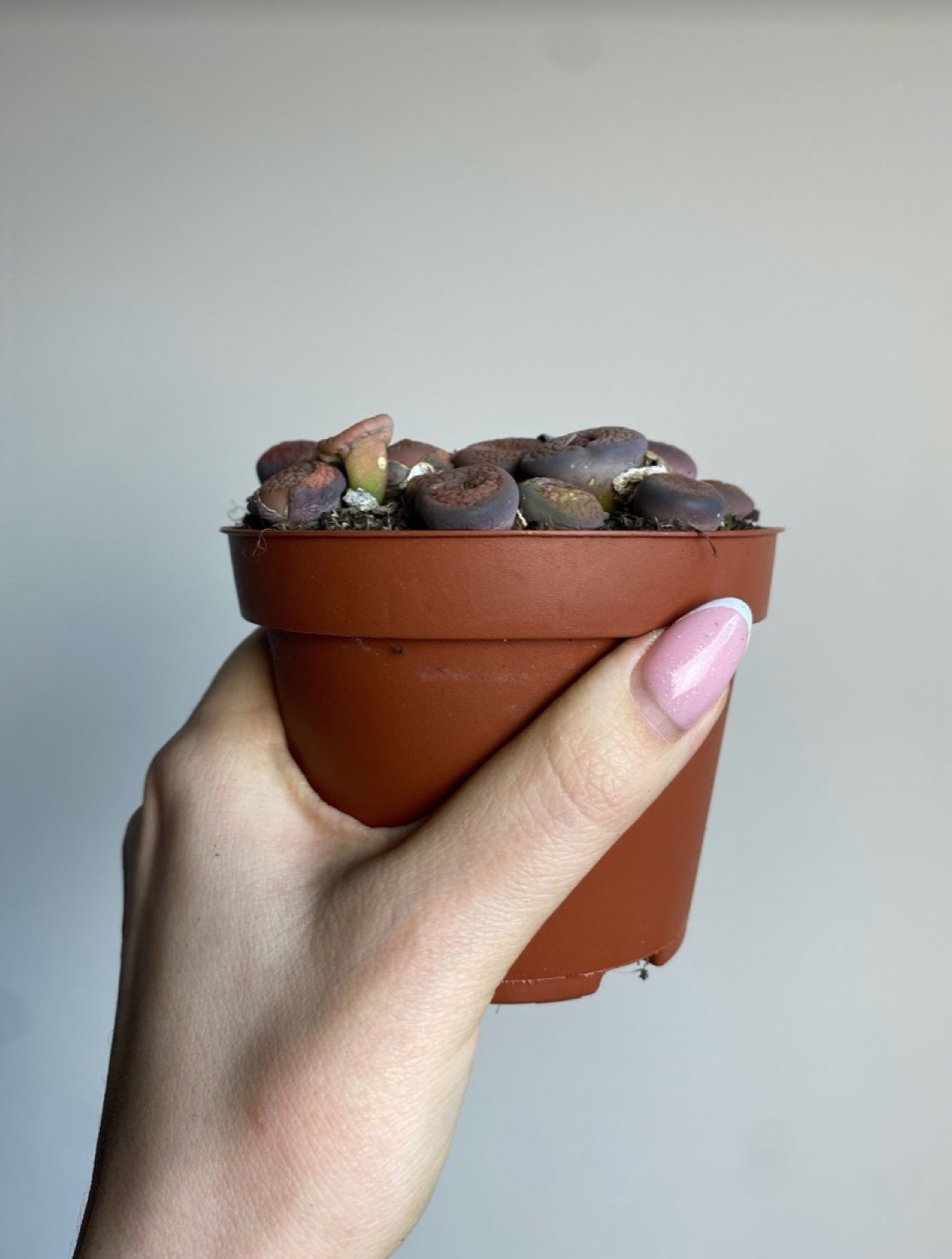 Lithops M