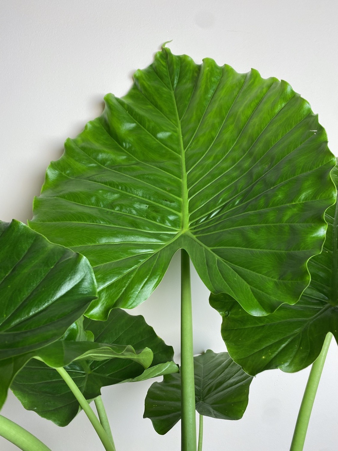 Alocasia gageana California