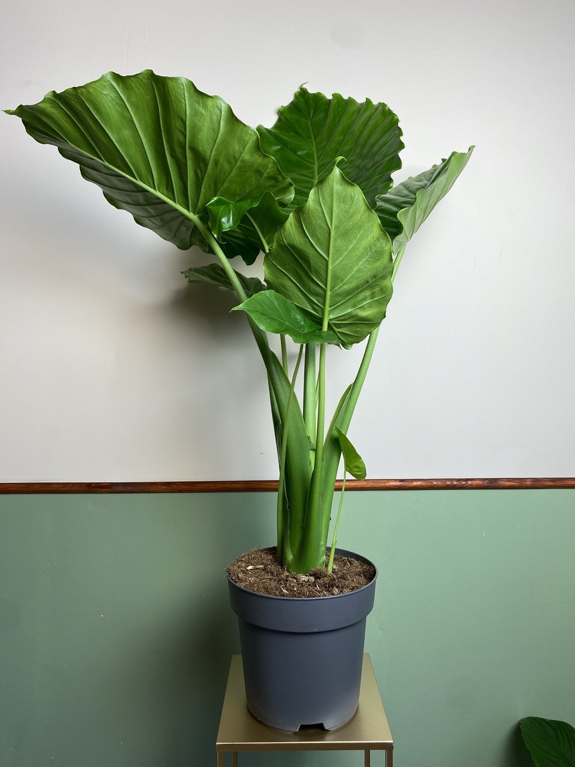 Alocasia gageana California