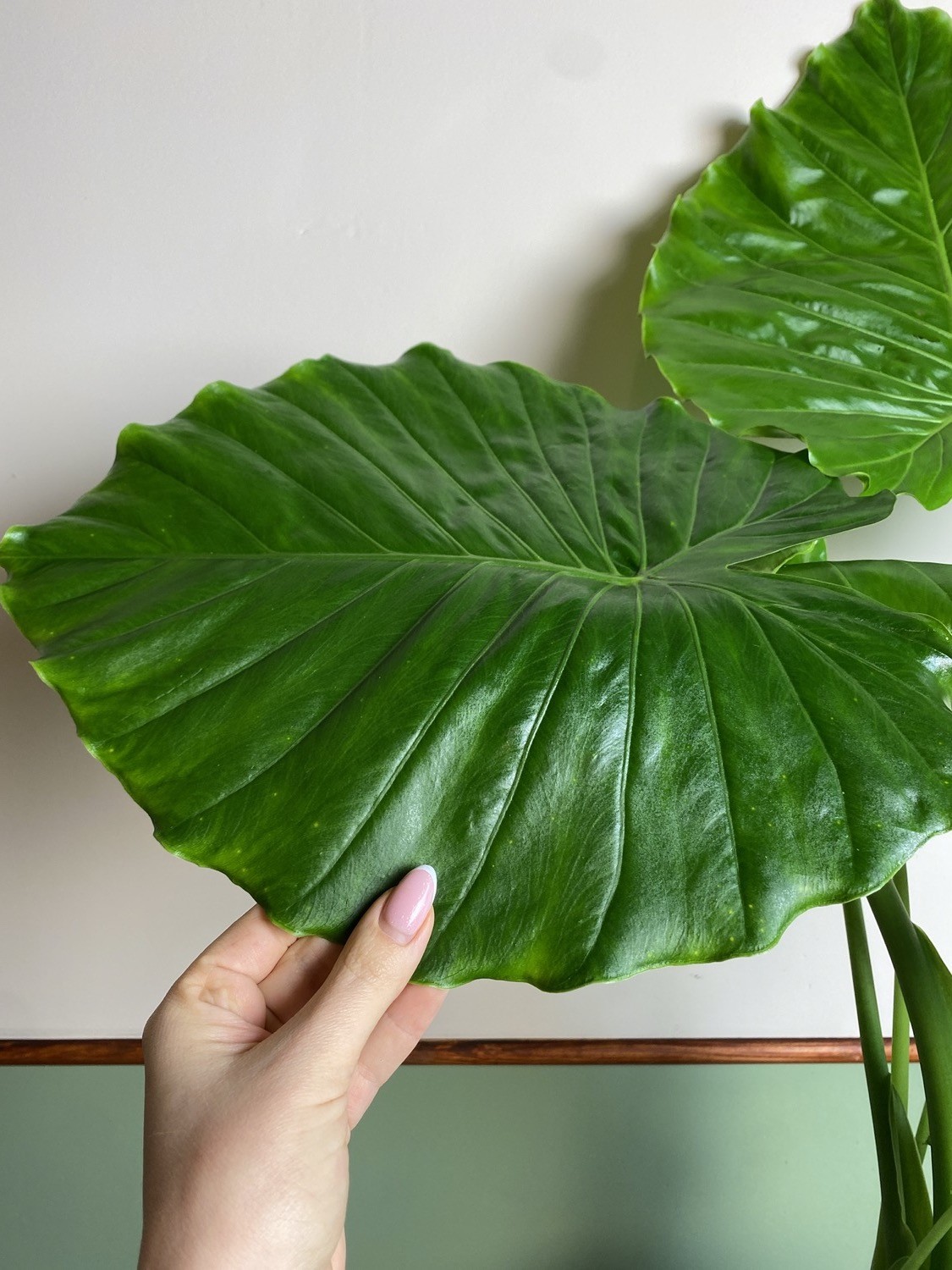 Alocasia gageana California