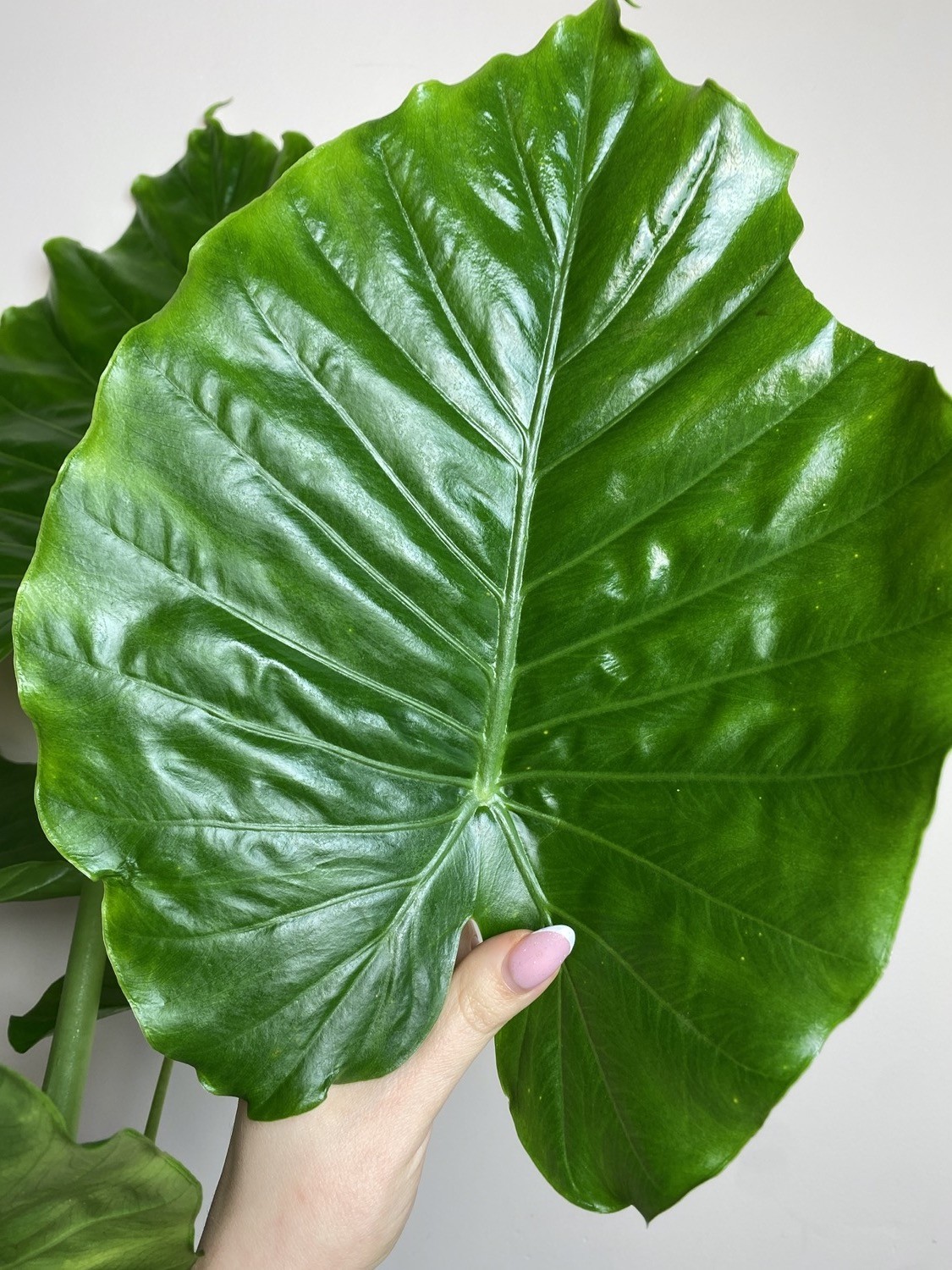 Alocasia gageana California