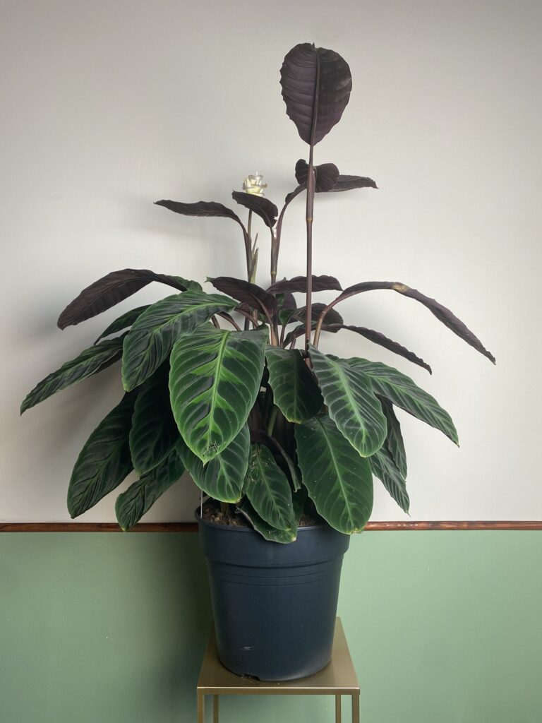 Calathea Warscewiczii XL z kwiatami