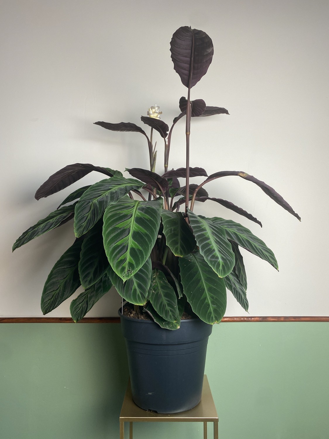 Calathea Warscewiczii XL z kwiatami