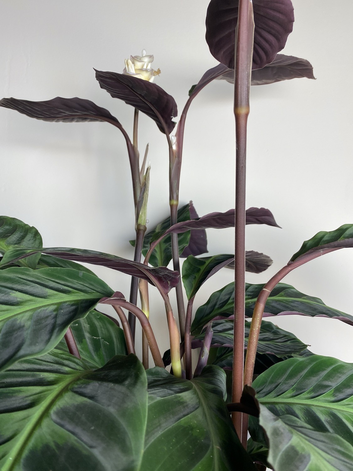 Calathea Warscewiczii XL z kwiatami
