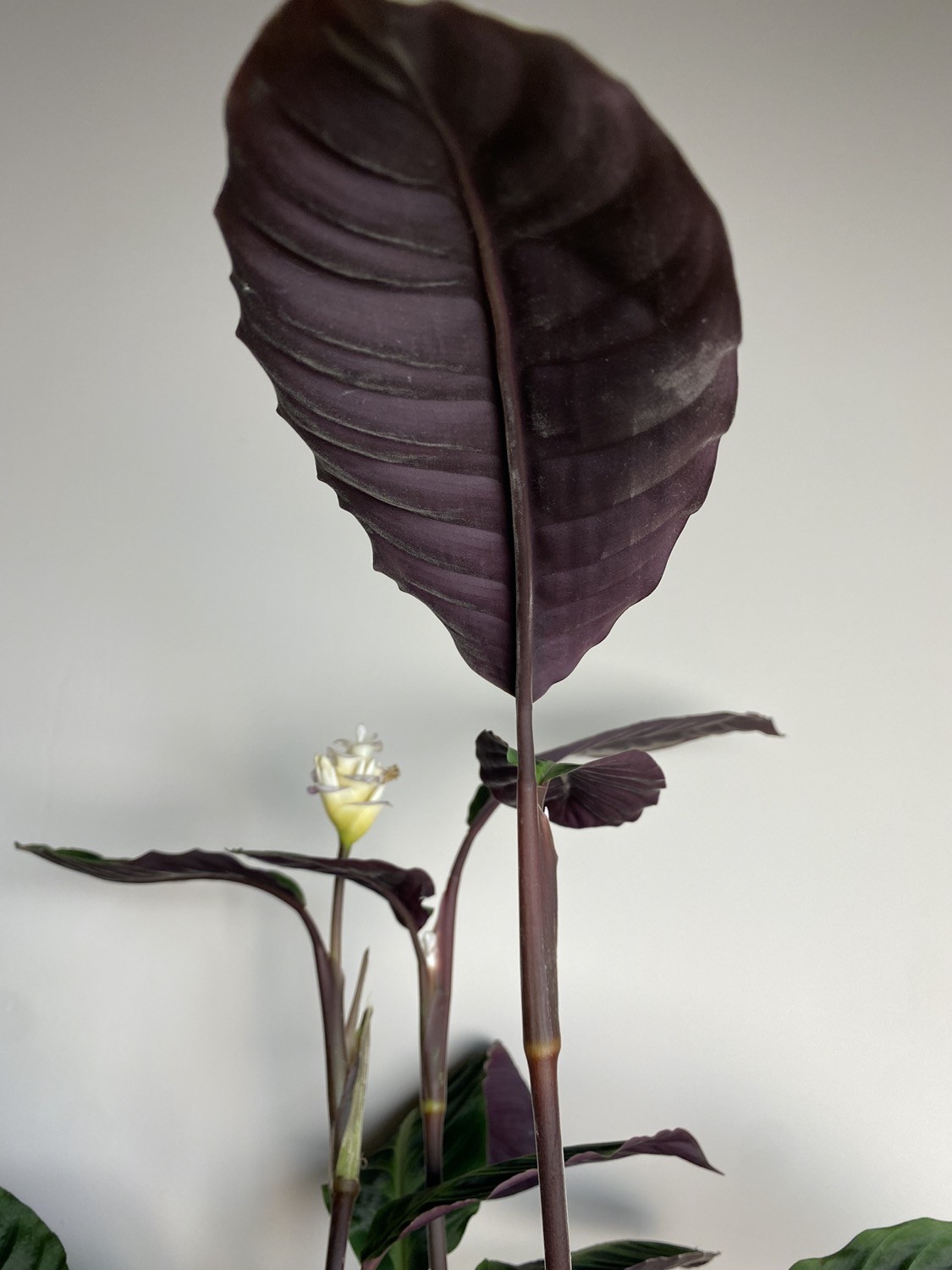 Calathea Warscewiczii XL z kwiatami