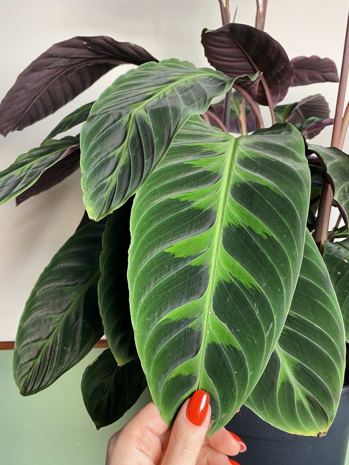 Calathea Warscewiczii XL z kwiatami