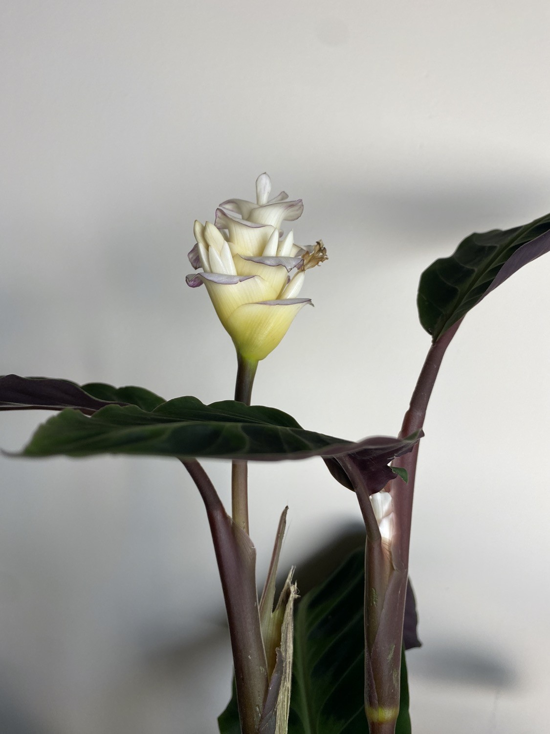 Calathea Warscewiczii XL z kwiatami