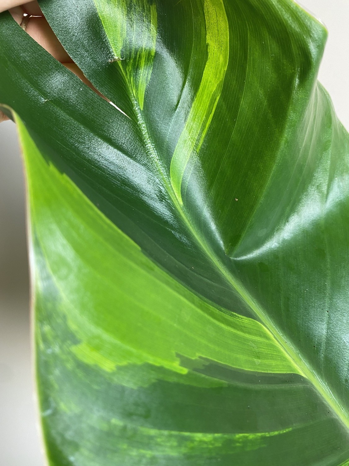 Strelitzia Variegata