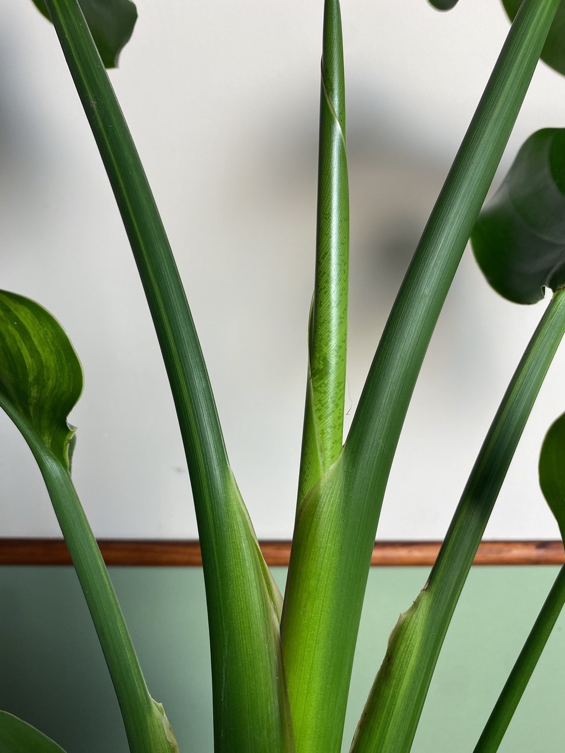 Strelitzia Variegata