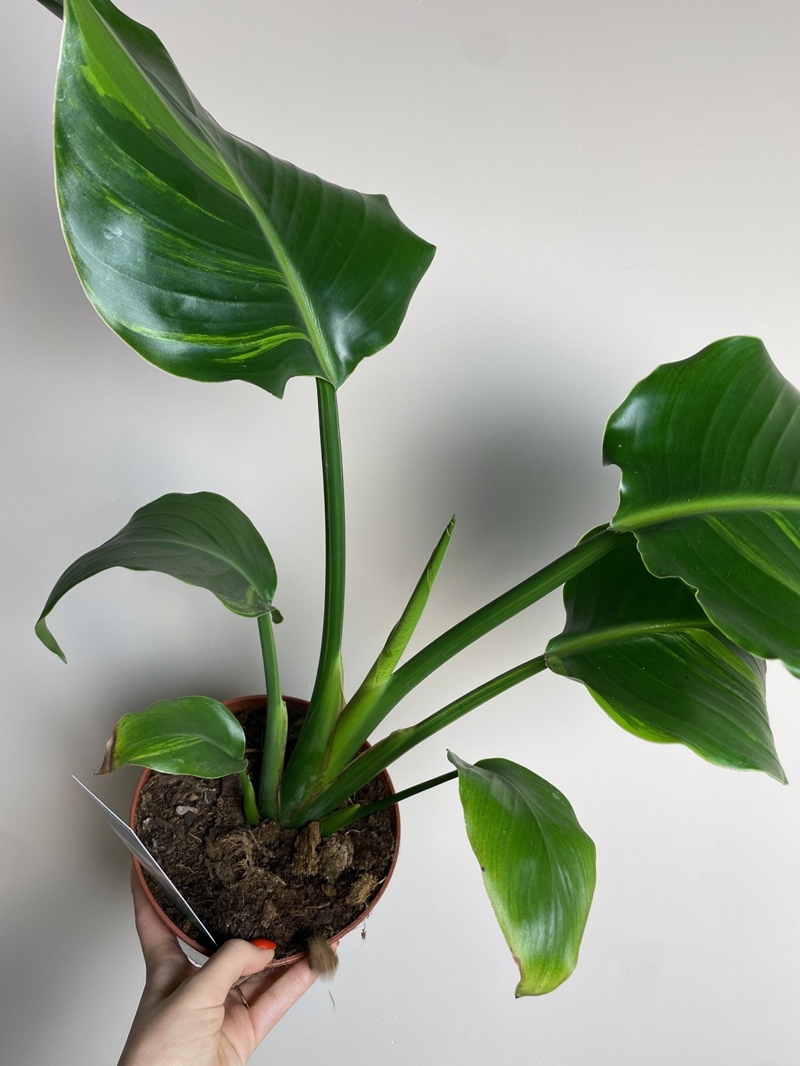 Strelitzia Variegata