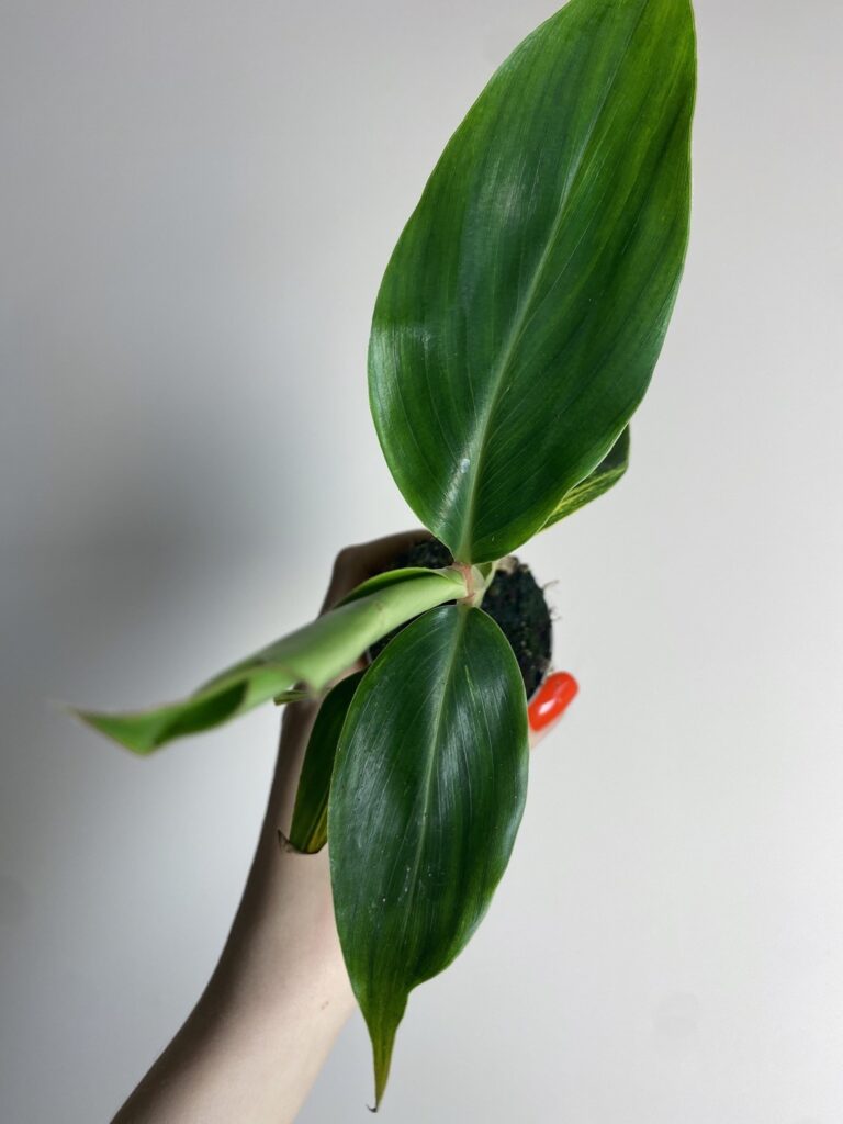 Alpinia Zerumbet Variegata