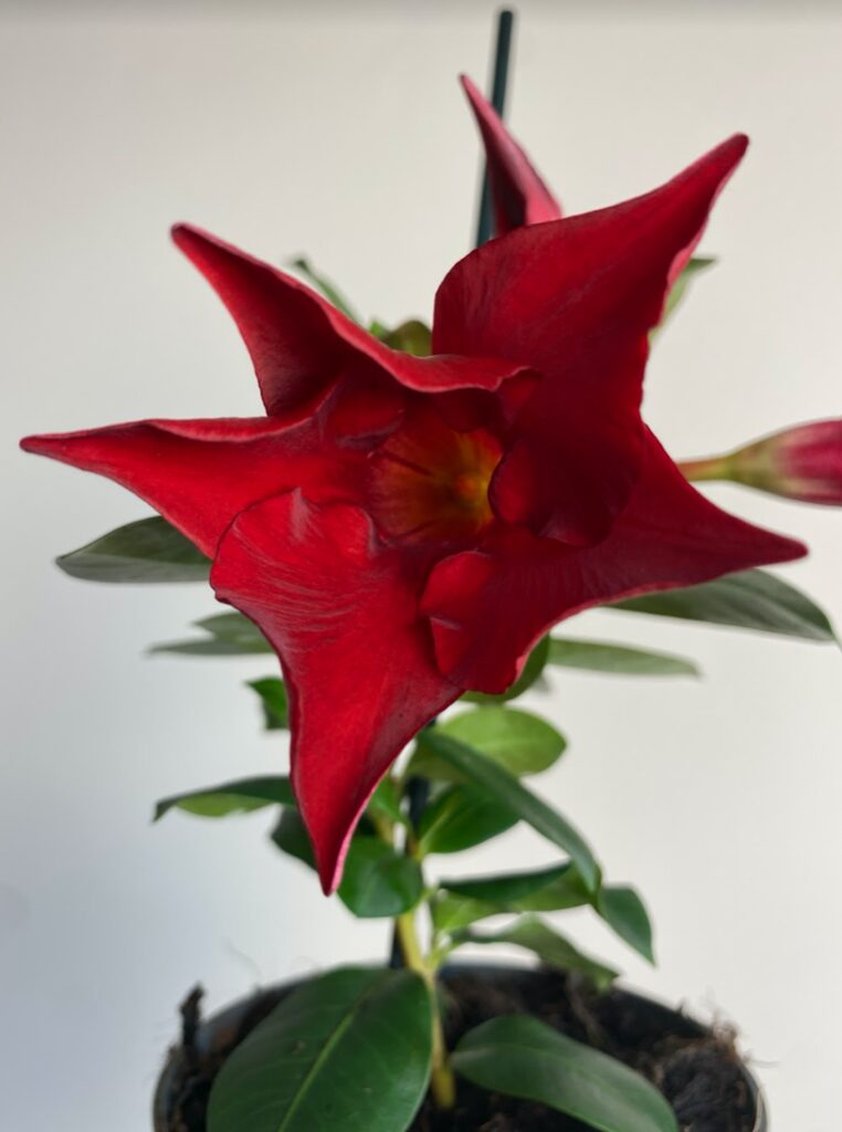 Mandevilla Rio Deep Red