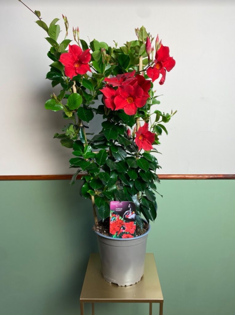 Mandevilla dia. Topaze Vermillion Trellis