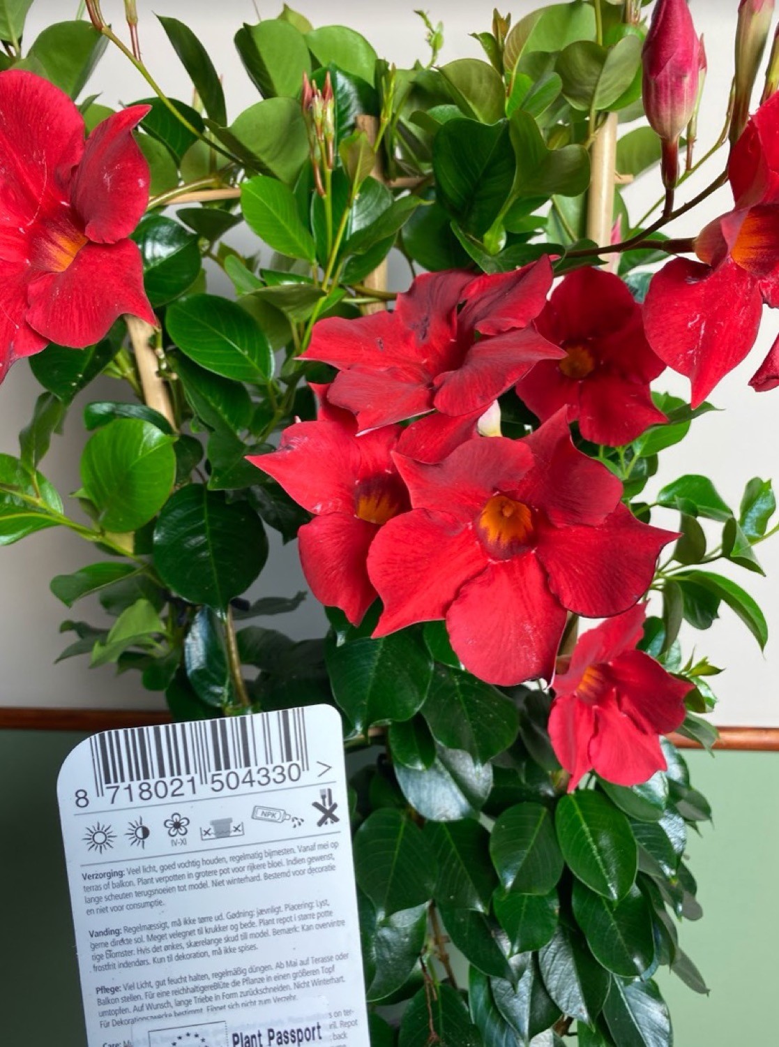 Mandevilla dia. Topaze Vermillion Trellis