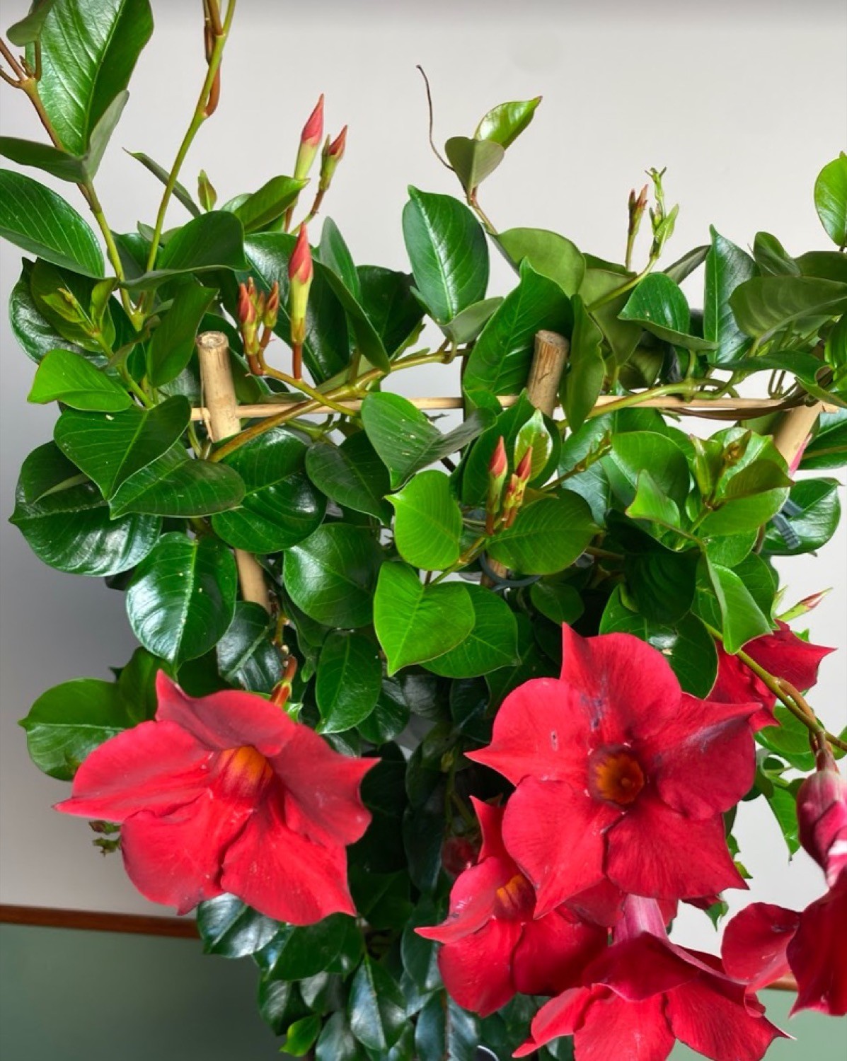 Mandevilla dia. Topaze Vermillion Trellis