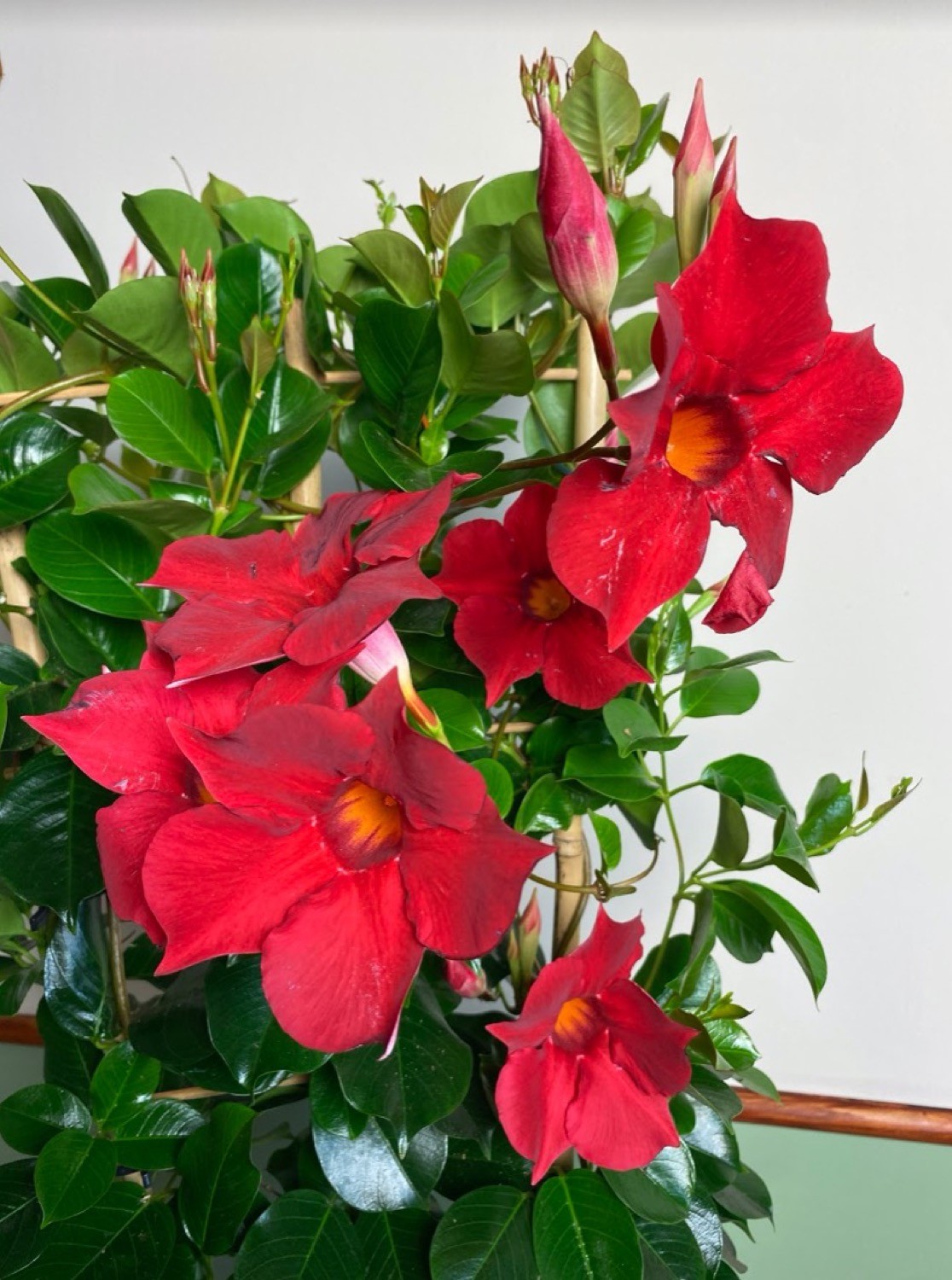 Mandevilla dia. Topaze Vermillion Trellis