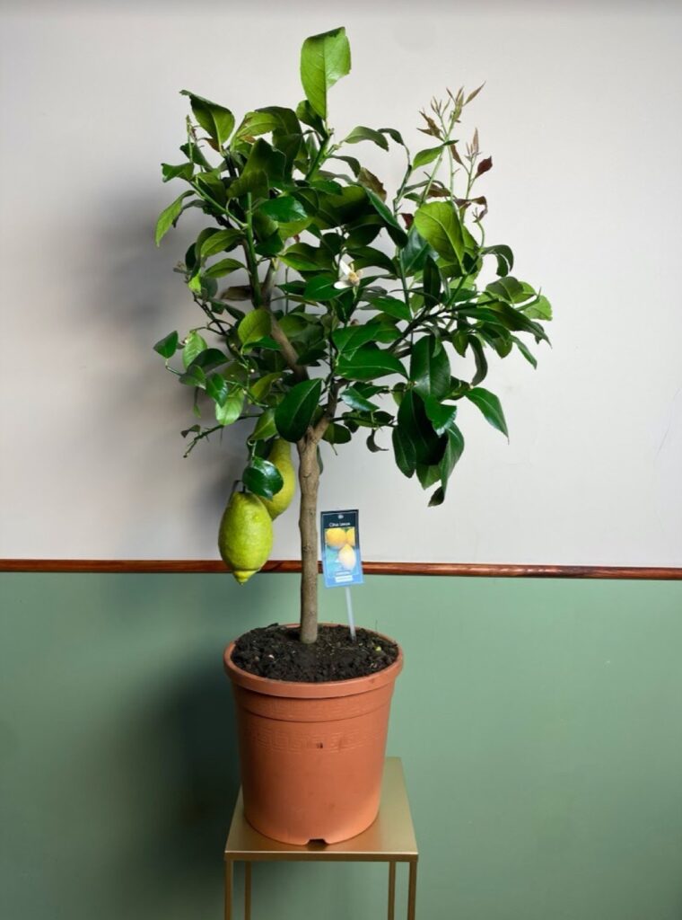 Citrus Vulcan Lemon