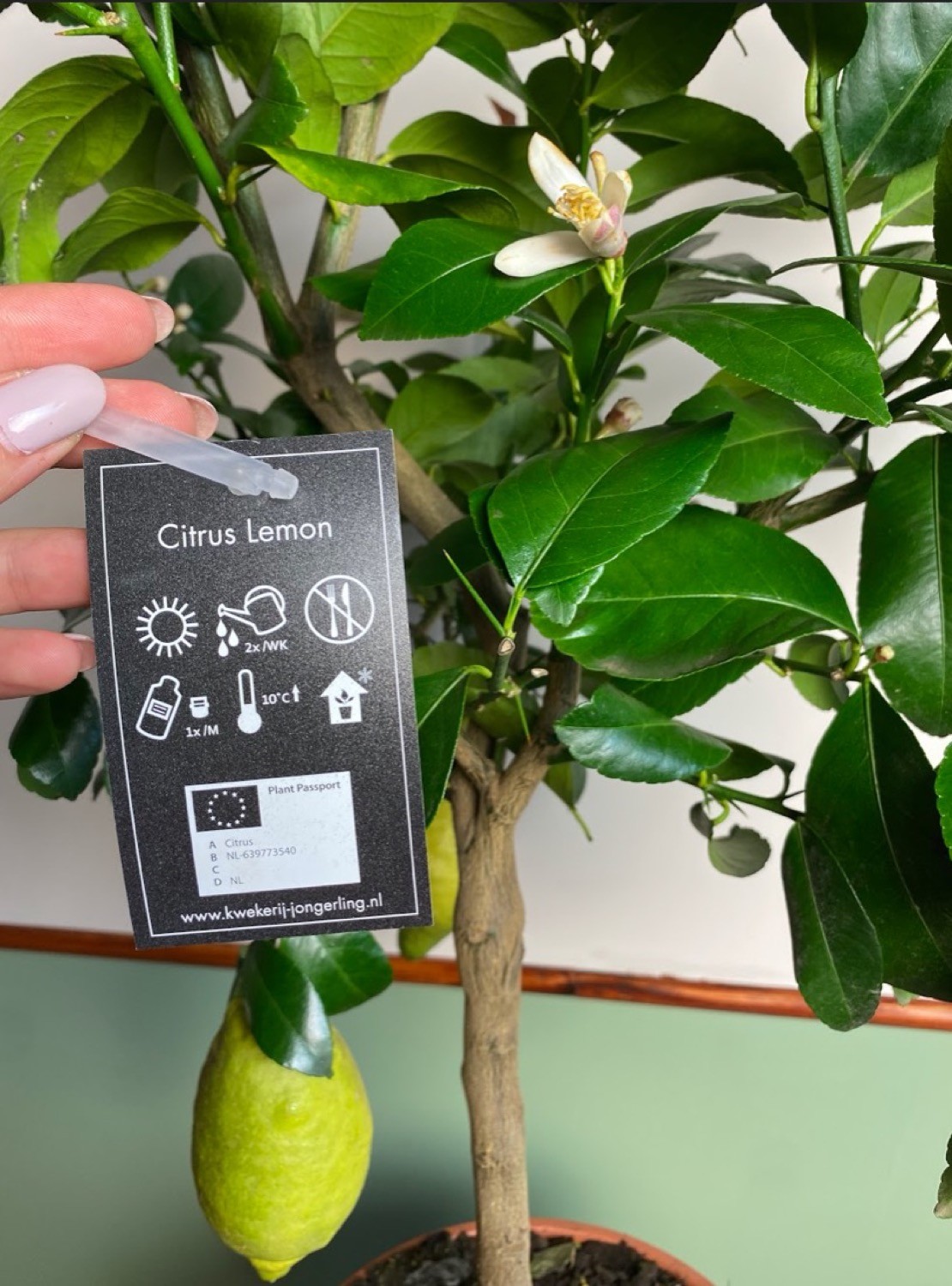 Citrus Vulcan Lemon