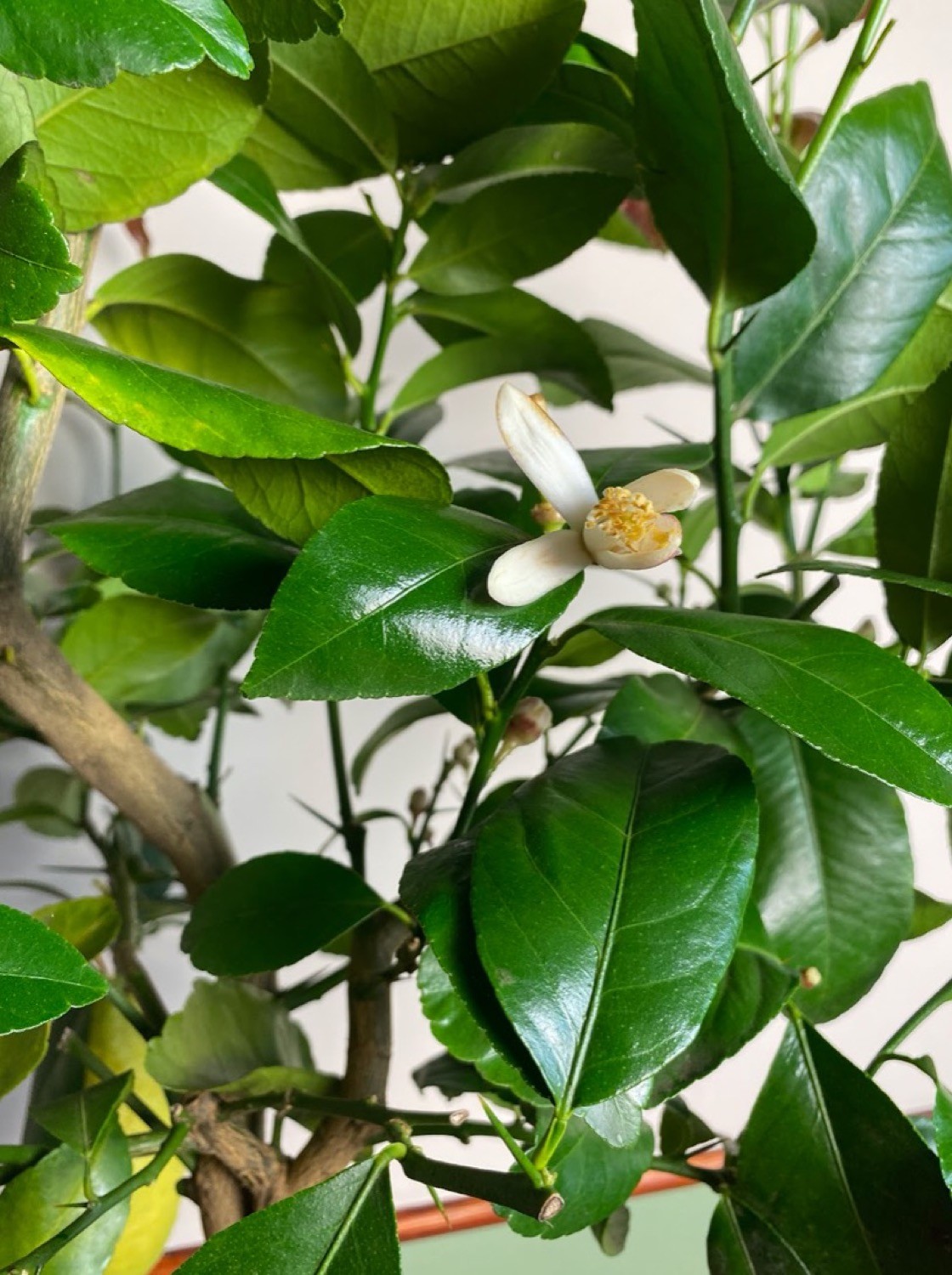 Citrus Vulcan Lemon