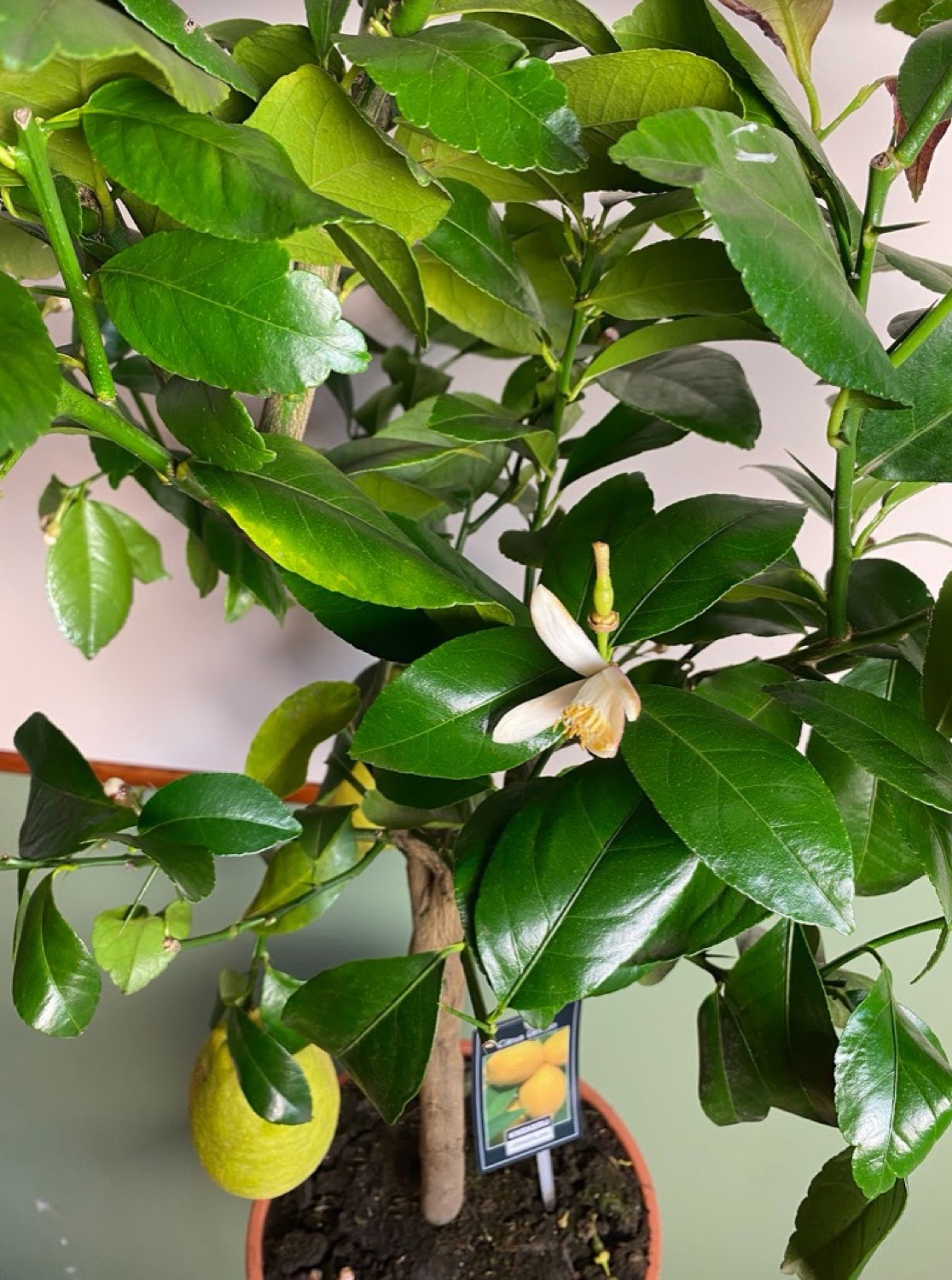 Citrus Vulcan Lemon