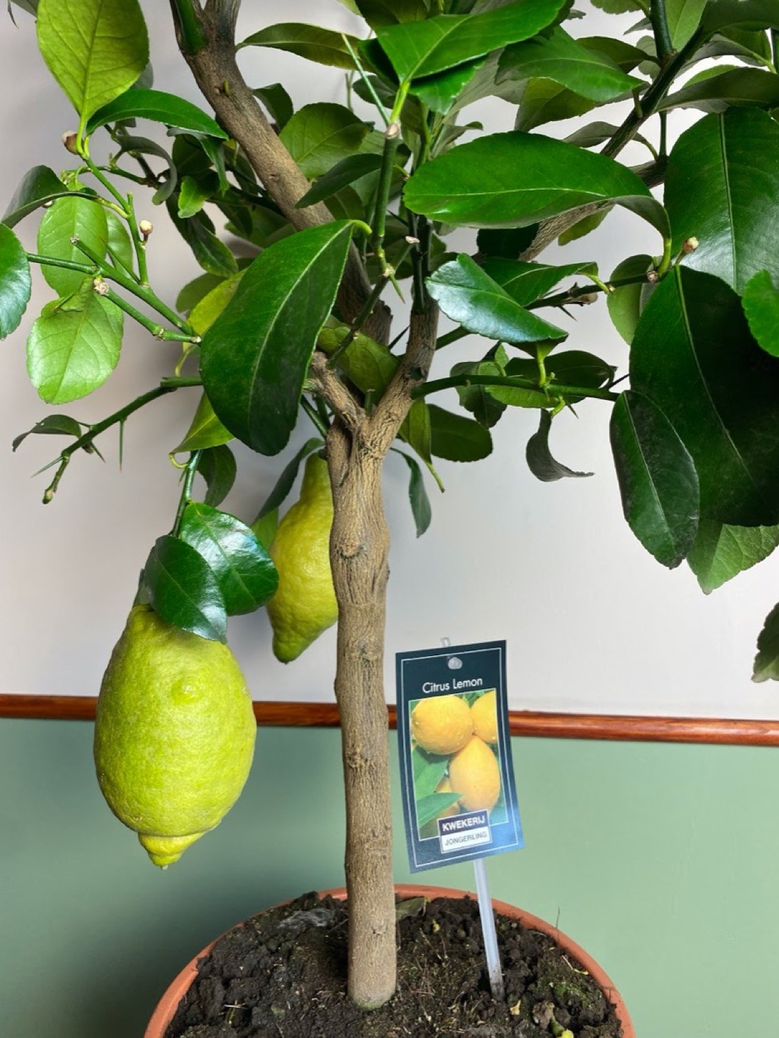 Citrus Vulcan Lemon