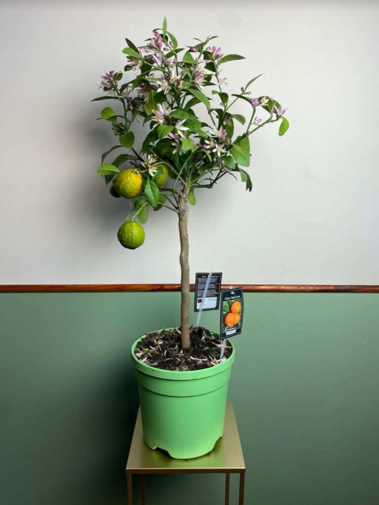 Citrus Vulcan Red Lime