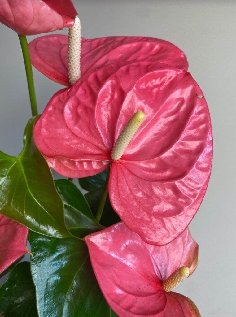 Anthurium andr. Colorado