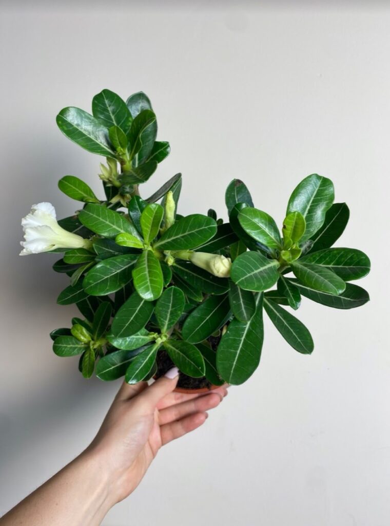 Adenium obesum White