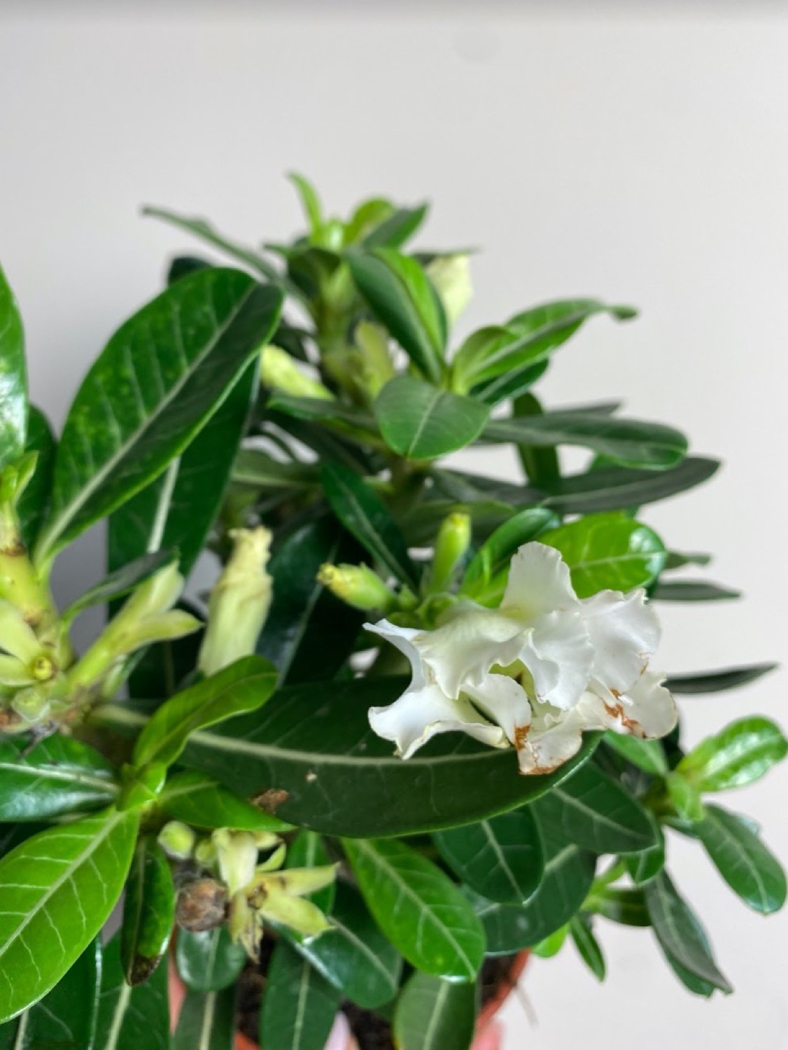 Adenium obesum White