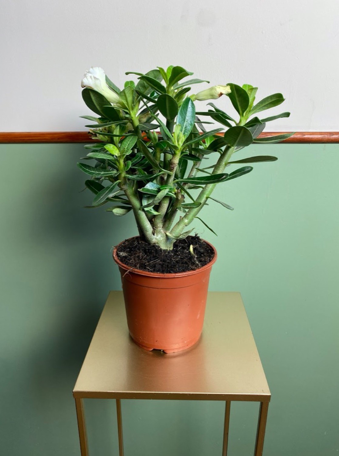 Adenium obesum White