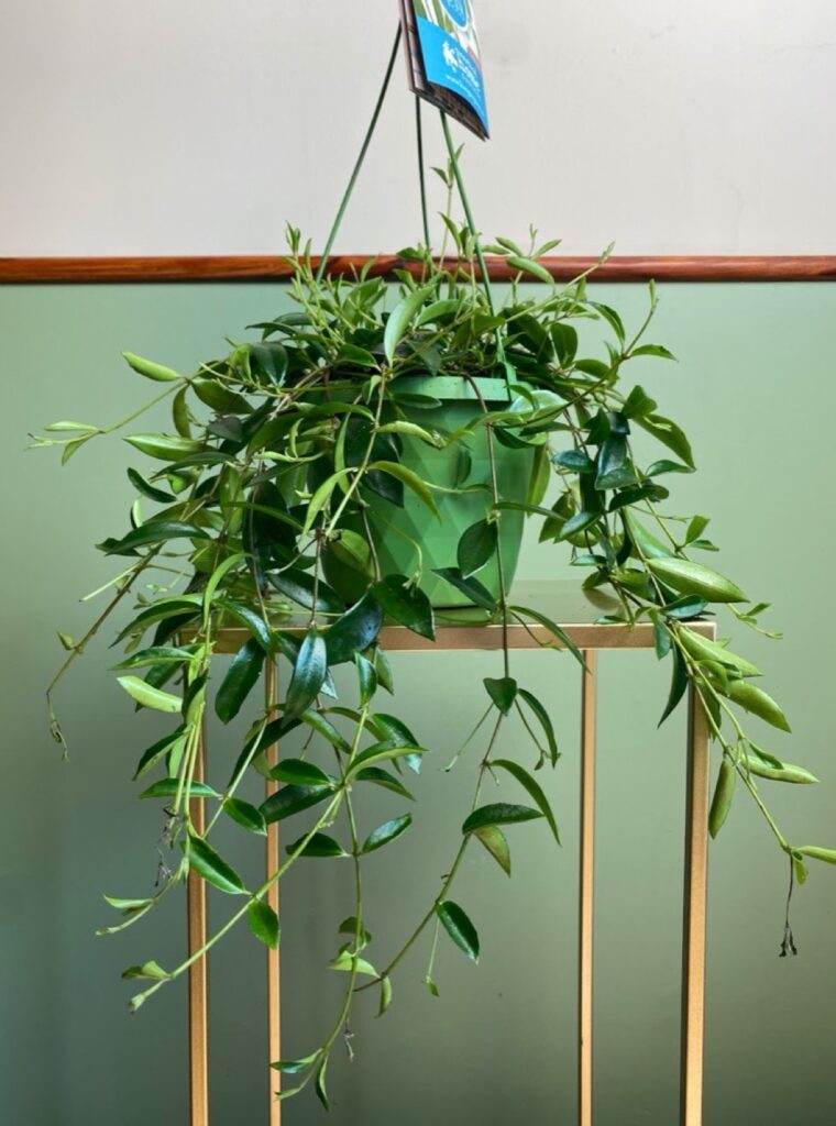 Codonanthe crassifolia